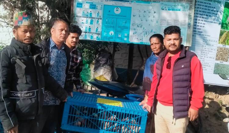 प्युठान नगरपालिकाका विपन्न परिबारलाई ब्यबसाय उन्मुख बनाउन नि:शुल्क चल्ला बितरण