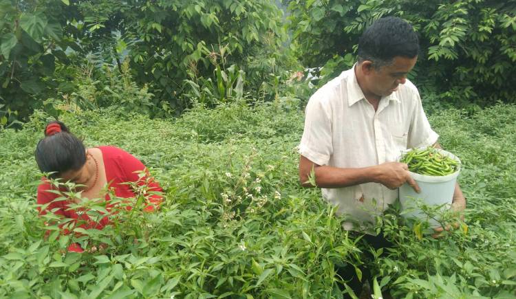 हरेक हण्डरको सामना गर्दै कृषिमा रमाएका गोविन्द
