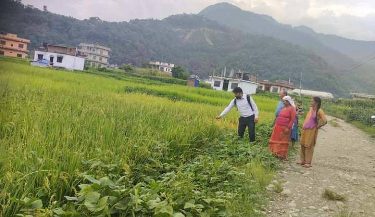 जब कार्यालय प्रमुख "चुमान गिरी "किसानको धान खेतमै पुगेपछि .......