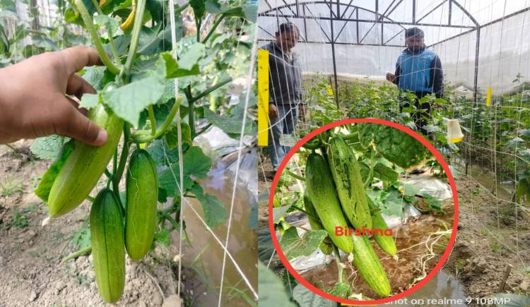 प्रधानमन्त्री कृषि आधुनिकीकरण परियोजना द्वारा गरिएको बेमौसमी काँक्रो उत्पादन परिक्षण सफल