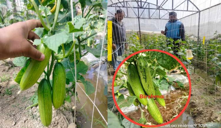 प्रधानमन्त्री कृषि आधुनिकीकरण परियोजना द्वारा गरिएको बेमौसमी काँक्रो उत्पादन परिक्षण सफल