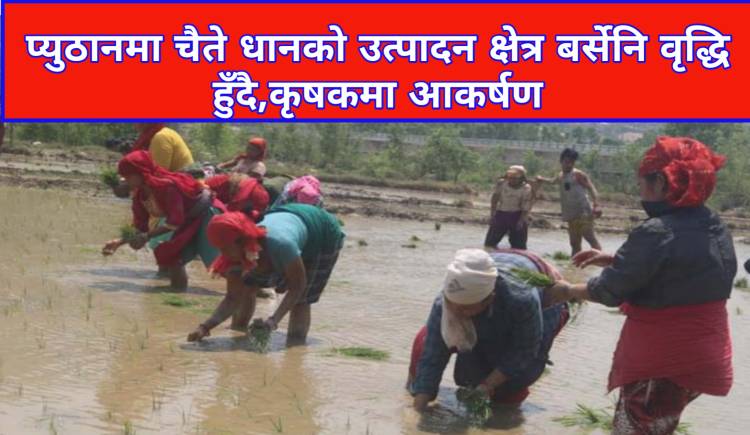 प्युठानमा चैते धानको उत्पादन क्षेत्र बर्सेनि वृद्धि हुँदै,कृषकमा आकर्षण