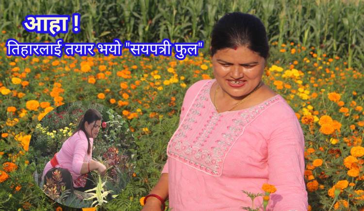 आहा ! तिहारलाई तयार भयो "सयपत्री फुल"