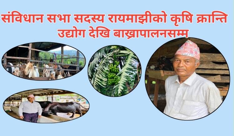 संविधान सभा सदस्य रायमाझीको कृषि क्रान्ति : उद्योग देखि बाख्रापालनसम्म