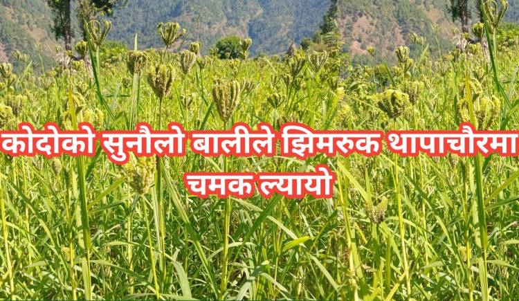 कोदोको सुनौलो बालीले झिमरुक थापाचौरमा चमक ल्यायो