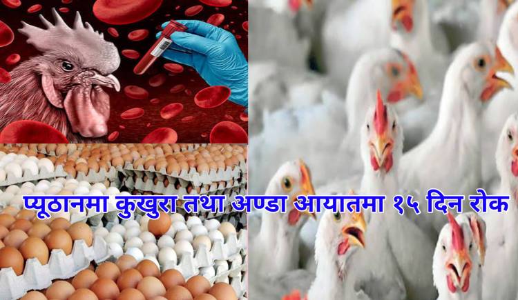 प्यूठानमा कुखुरा तथा अण्डा आयातमा १५ दिन रोक