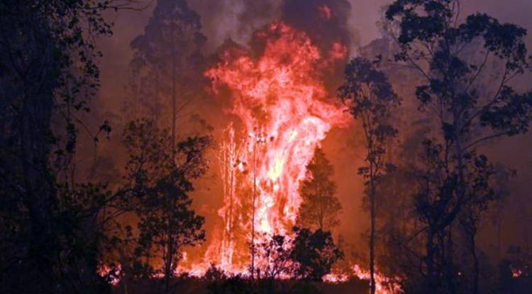 ५० रोपनी जमिनमा लगाएको कागती डढेलोले सखाप