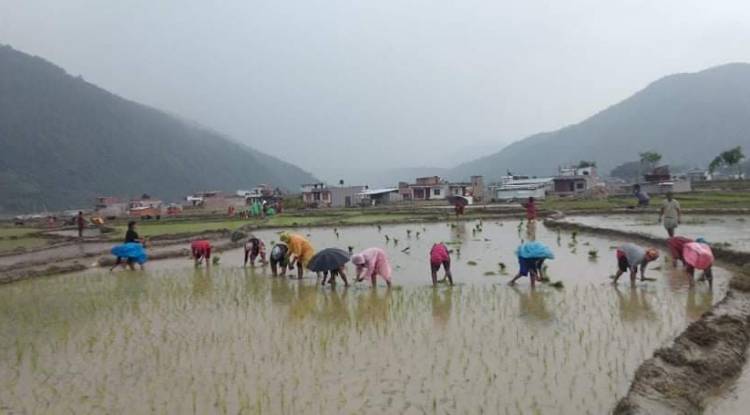 झिमरुक तटीय क्षेत्रमा धान रोप्ने  रन्को