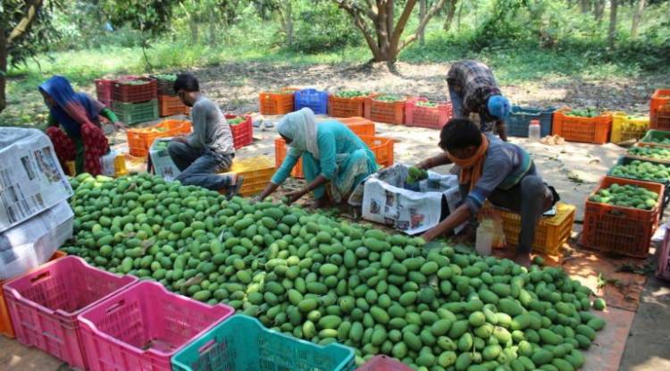 आँप पाक्यो , बन्दाबन्दीले बजार छैन किसान चिन्तित