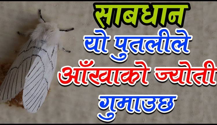 आँखाको ज्योतिनै गुम्न सक्ने रोग लाग्ने बत्तिमा घुम्ने सेतो पुतली बढ्दो 