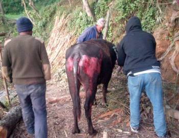 अर्घाखाँची स्थित टिने बङ्गालोमा आगजनी,लाखौ को क्षति 
