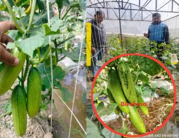 प्रधानमन्त्री कृषि आधुनिकीकरण परियोजना द्वारा गरिएको बेमौसमी काँक्रो उत्पादन परिक्षण सफल