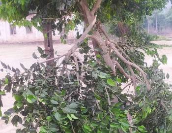 बाल बिध्या मा.बि मा रहेका स्वामिको बिरुवामा अज्ञात समूह द्वारा क्षती 