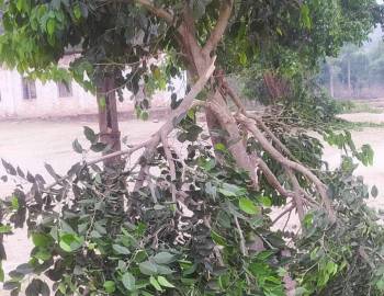 बाल बिध्या मा.बि मा रहेका स्वामिको बिरुवामा अज्ञात समूह द्वारा क्षती 