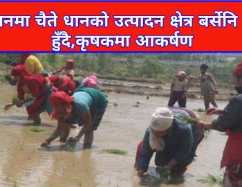 प्युठानमा चैते धानको उत्पादन क्षेत्र बर्सेनि वृद्धि हुँदै,कृषकमा आकर्षण