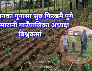किसानका गुनासा सुन्न फिल्डमै पुगे सरुमारानी गाउँपालिका अध्यक्ष बिश्वकर्मा