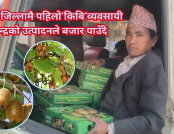 प्युठान जिल्लामै पहिलो‘किबि’व्यवसायी नरेन्द्रको उत्पादनले बजार पाउँदै 