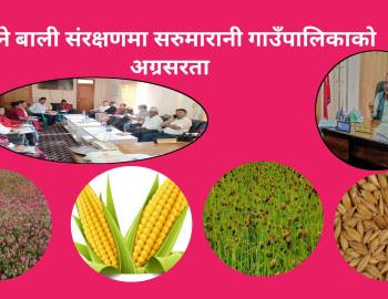 रैथाने बाली संरक्षणमा सरुमारानी गाउँपालिकाको अग्रसरता