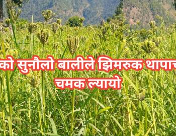 कोदोको सुनौलो बालीले झिमरुक थापाचौरमा चमक ल्यायो