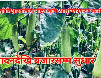 किसानको विश्वास जित्दै राष्ट्रिय कृषि आधुनिकीकरण कार्यक्रम : उत्पादनदेखि बजारसम्म सुधार