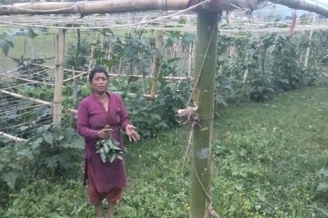 व्यवसायीक तरकारी खेतीले आत्मनिर्भर बन्दै दलित समुदाय