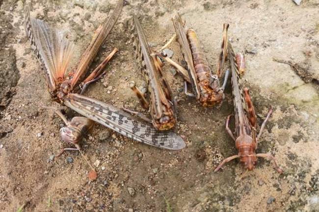 प्युठानमा पनि देखियो सलह